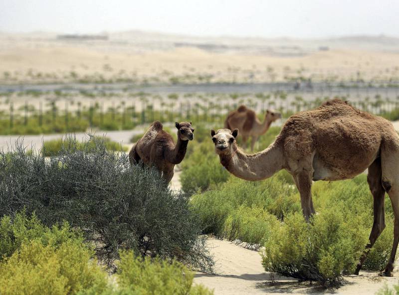 Abu Dhabi, United Arab Emirates - Reporter: N/A: A baby camel grazes in the Abu Dhabi desert. Thursday, April 23rd, 2020. Abu Dhabi. Chris Whiteoak / The National