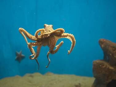 Campaigners and scientists raise alarm over octopus farm plan