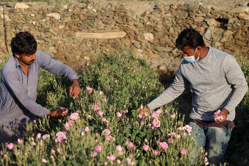 Damascena roses being harvested at Taif in Saudi Arabia. AFP