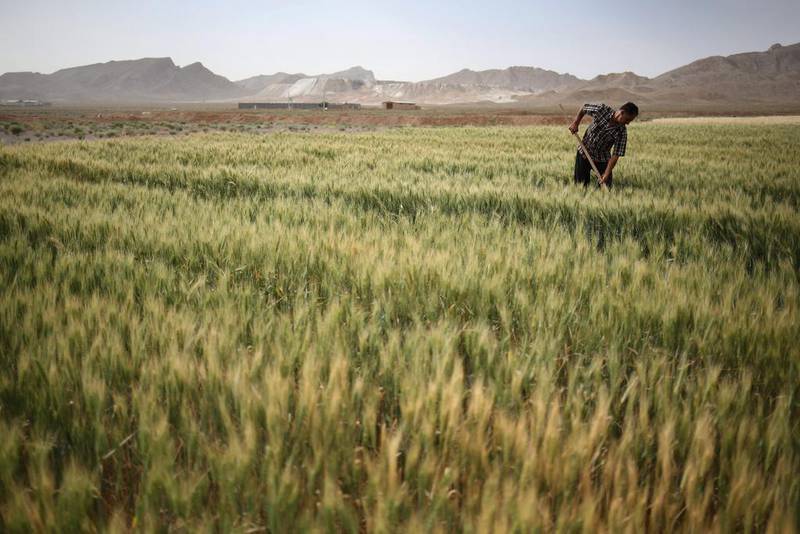 Farmer Abbas Hamamian works his wheat field in Meymeh, Iran. 