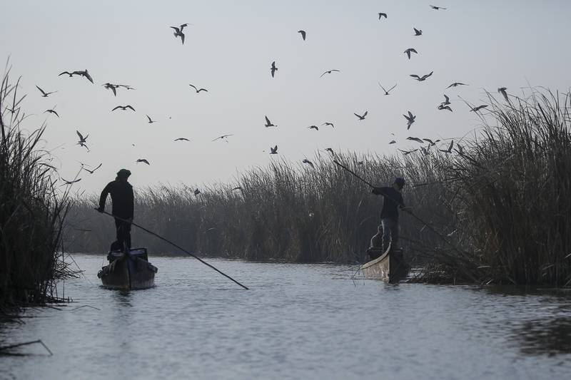 Fishermen collect reeds along the marshes of Chibayish. 