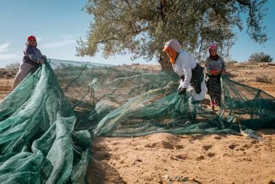Olives are collected in large nets during the harvest. Photo: Erin Clare Brown / The National