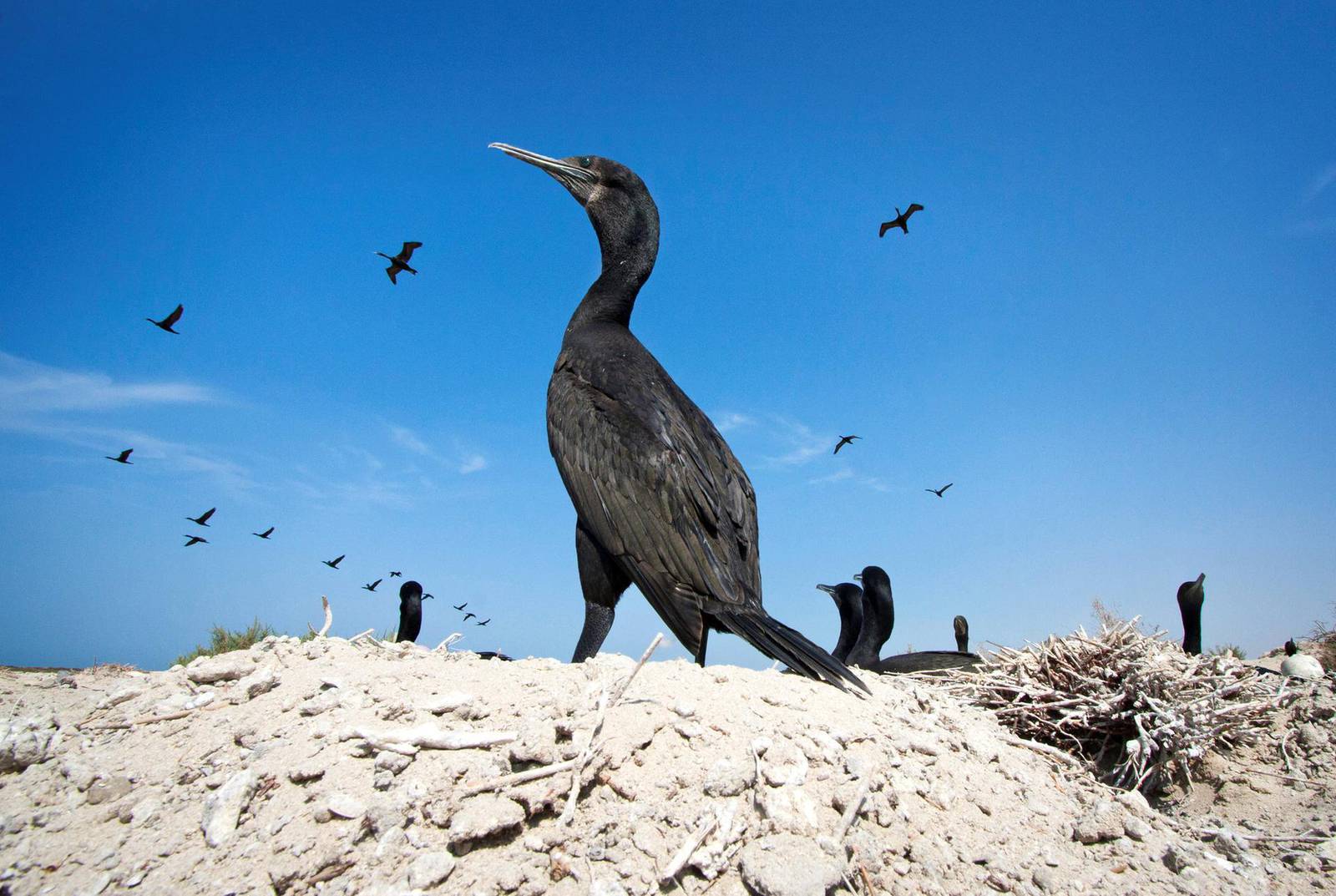 Endangered animals of the UAE — in pictures