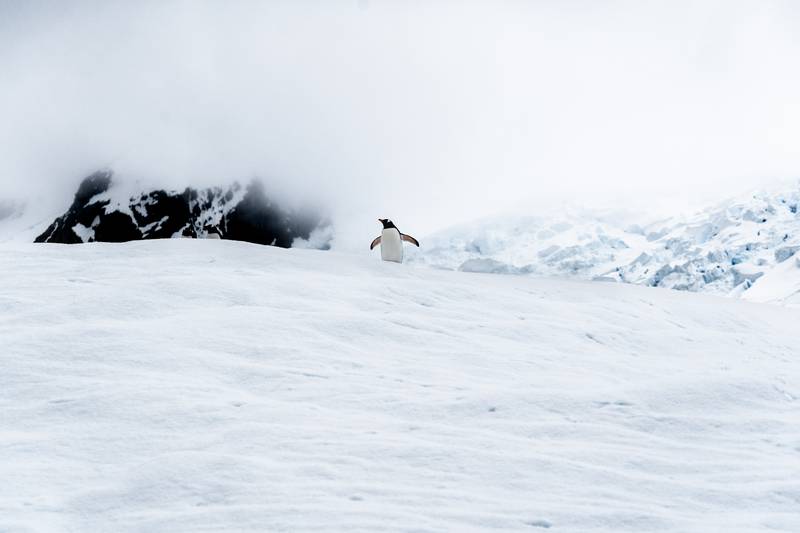 The Attenborough effect has sparked a flurry of Antartic cruise bookings says Panache Cruises. Photo: Unsplash / James Eades