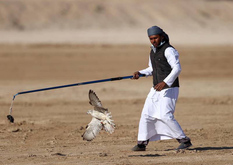 A man moves a lure to attract his falcon. Getty Images