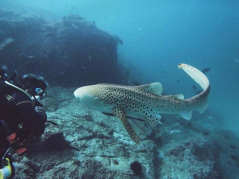 A leopard shark at Dibba Rock in Fujairah, one of Freestyle Divers founder Darryl Owen's favourite places to take the plunge in the UAE. Photo: Darryl Owen / Freestyle Divers