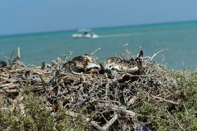 Osprey chicks in the nest. Locally known as dammi, the fish-eating raptors breed in the UAE from December to March. Photo: Wam
