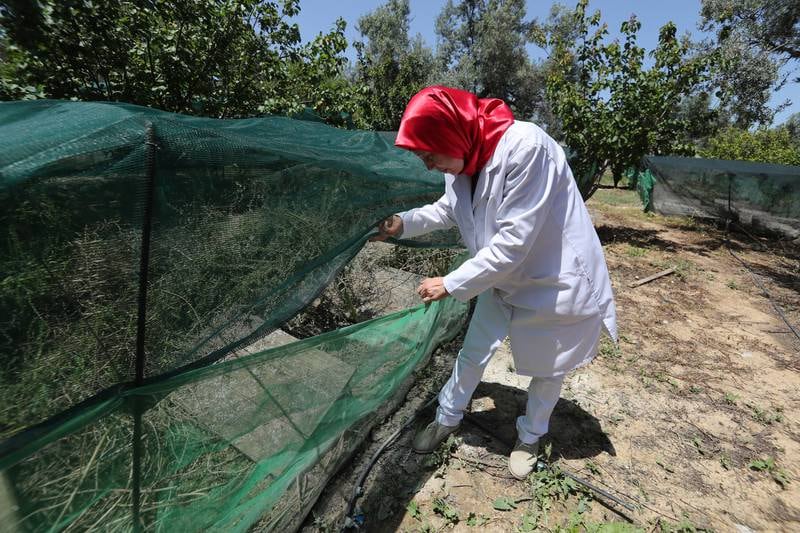 Rising demand means business is not slow for snail farmer Fadwa Sellami from the village of Sanhaja, Manouba, north-east Tunisia