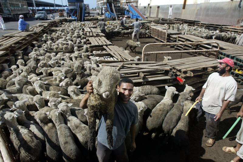 Sheeps are penned in at the pier waiting to be loaded onto trucks at the Jeddah Islamic Port in Saudi Arabia, November 30, 2008. A multitude of Muslims from around the world gathered in Saudi Arabia, making their final preparations for the annual hajj pilgrimage, which is one of the central tenants of Islam. December 08, Muslims will celebrate Eid al-Adha, the Feast of the Sacrifice, when they slaughter lambs to mark the end of the pilgrimage. (Salah Malkawi/ The National)