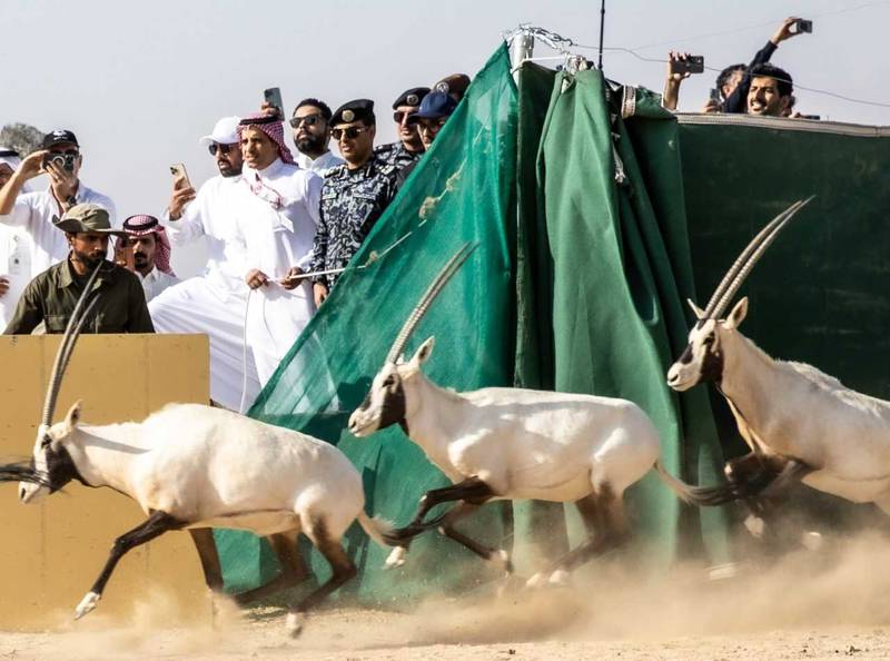 Saudi Arabia released oryx, ibex and gazelles in the desert. Photo: Neom Nature Reserve