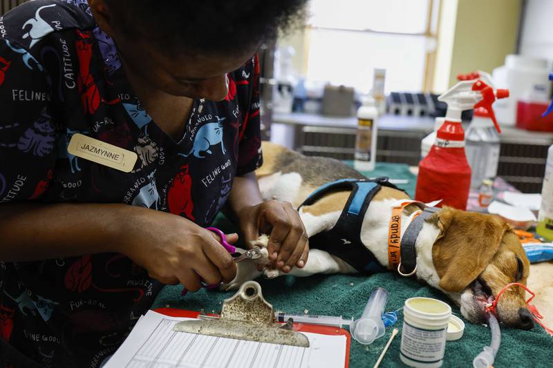Jazmynne, a veterinary technician, trims the fingernails of a sedated beagle in Waldorf, Maryland. Getty Images / AFP
