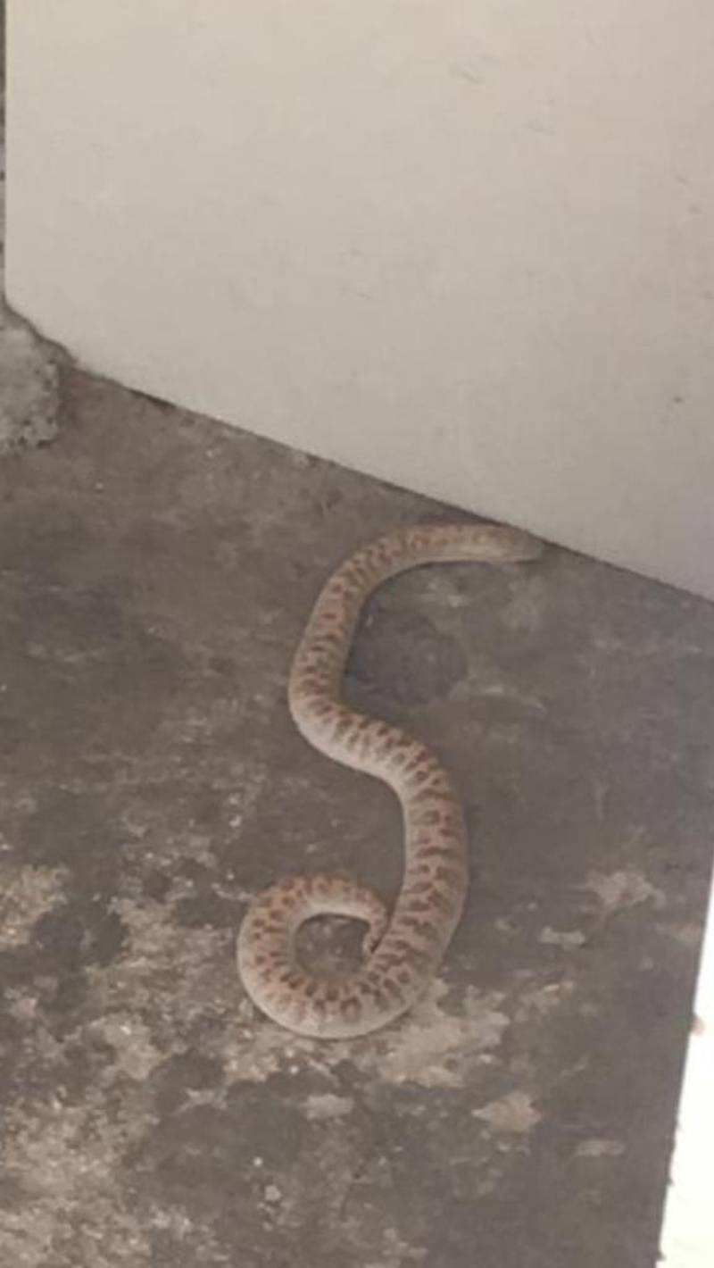 A snake spotted in the development. Courtesy: Jamal Guergour