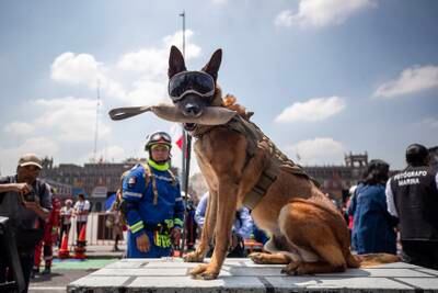 A dog of the canine unit of the Navy and members of Mexican Red Cross participate in the national seismic drill in Mexico City. EPA