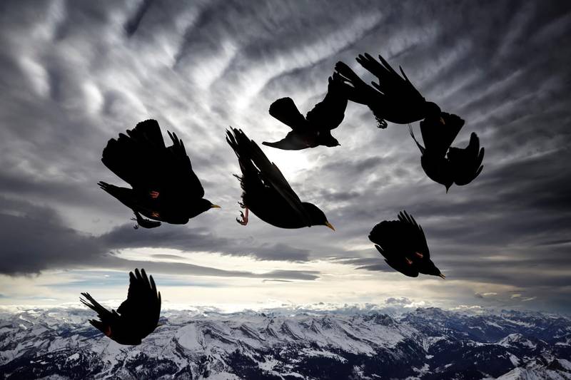 Highly Commended 2020, Behaviour, Birds: Wind birds by Alessandra Meniconzi, Switzerland