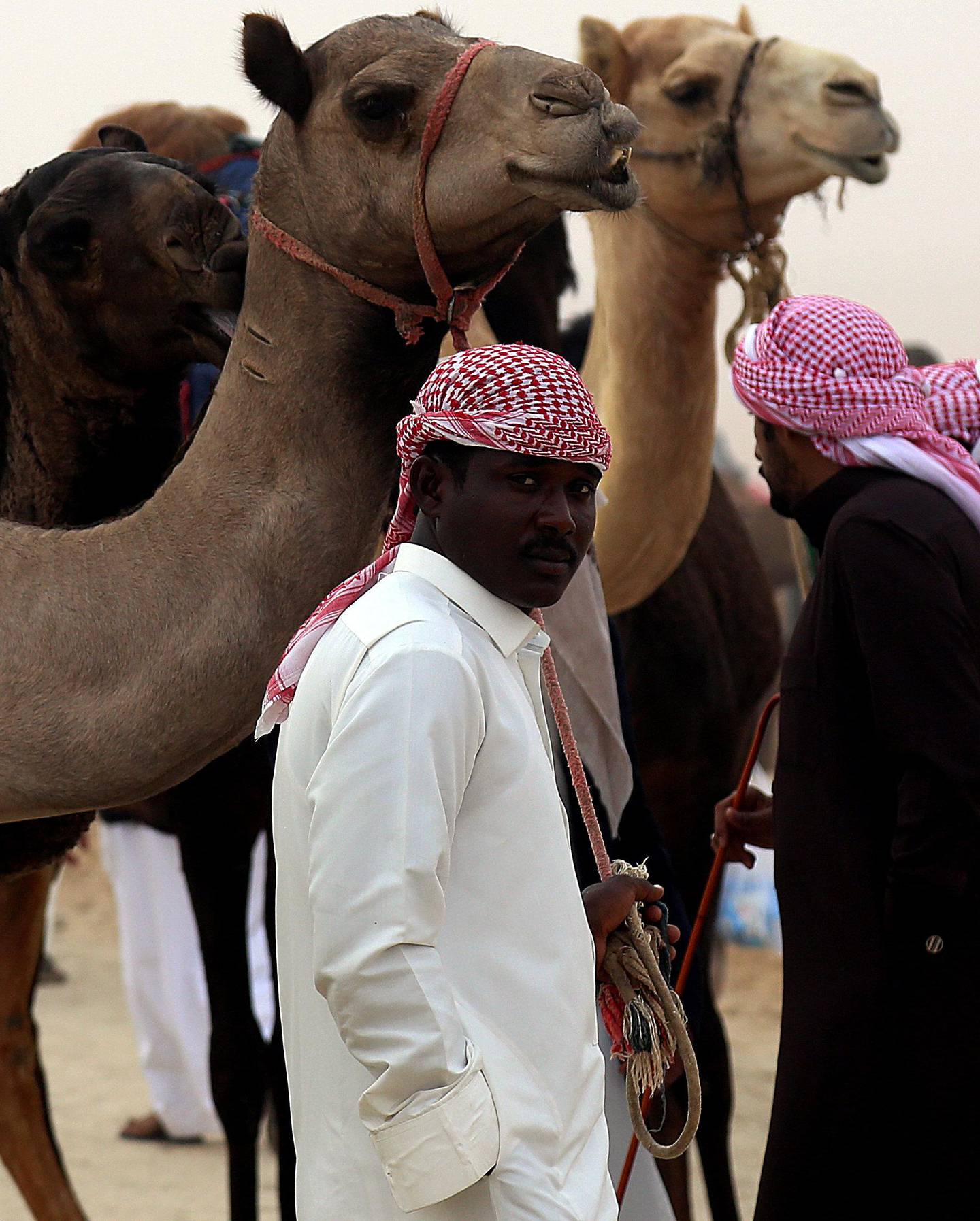 Al Dhafra, 23, Dec, 2017: Camels on the Million Street before the Berak Competition at the Al Dhafra Festival in UAE  . Satish Kumar for the National/ Story by Anna