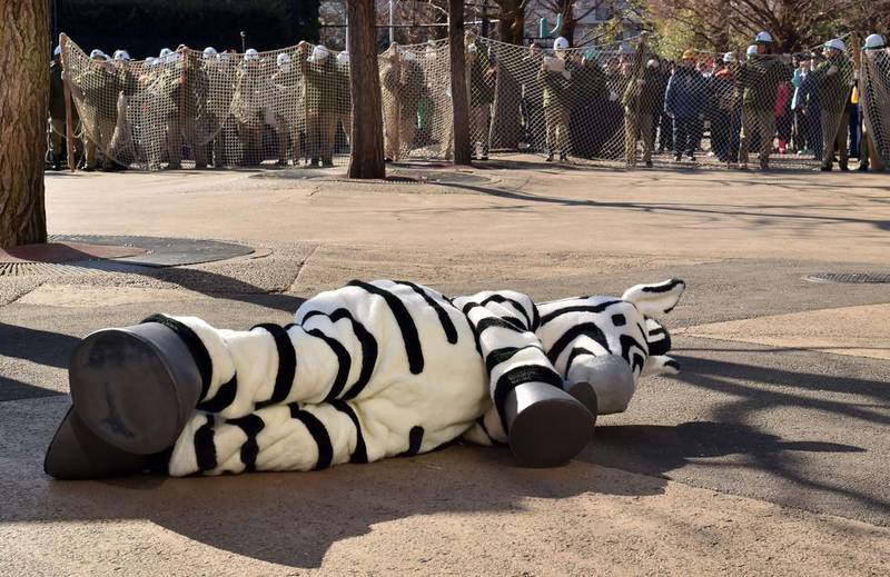 Surrounded by 150 members of staff, the zebra appears to have given up. Kazuhiro Nogi / AFP Photo
