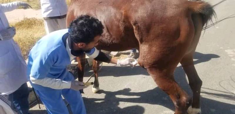 Members of Ata’a Initiative for Environment and Animal Welfare rescued horses that survived air strikes aimed at military stables in March 2020. Photo: Ata’a Initiative for Environment and Animal Welfare