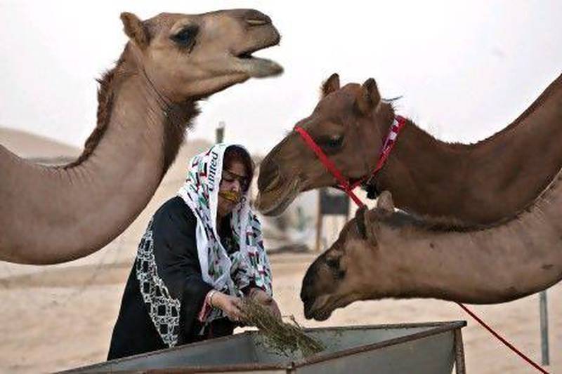 Camel racing and beauty contests are about prestige, money and fame.
