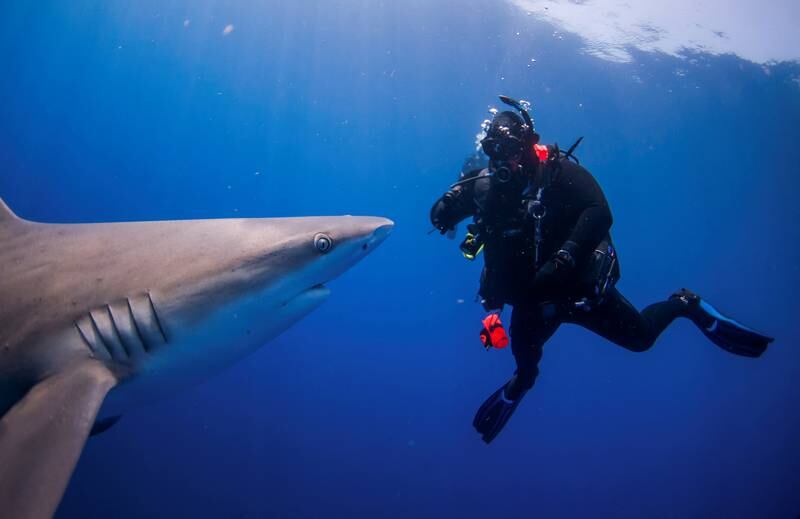 A shark swims past a diver during an outing with scuba company Emerald Charters off Jupiter Inlet, Florida. Reuters
