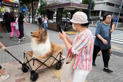 Toco now strolls through Tokyo, capturing much attention