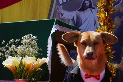 A dapper dog celebrates the feast of San Roque, the patron saint of canines, in El Alto, Bolivia. AP