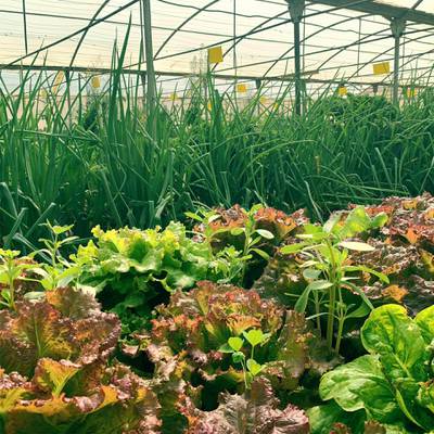 All plants start off in a temperature-controlled greenhouse at Greenheart Organic Farms. Courtesy Greenheart Organic Farms