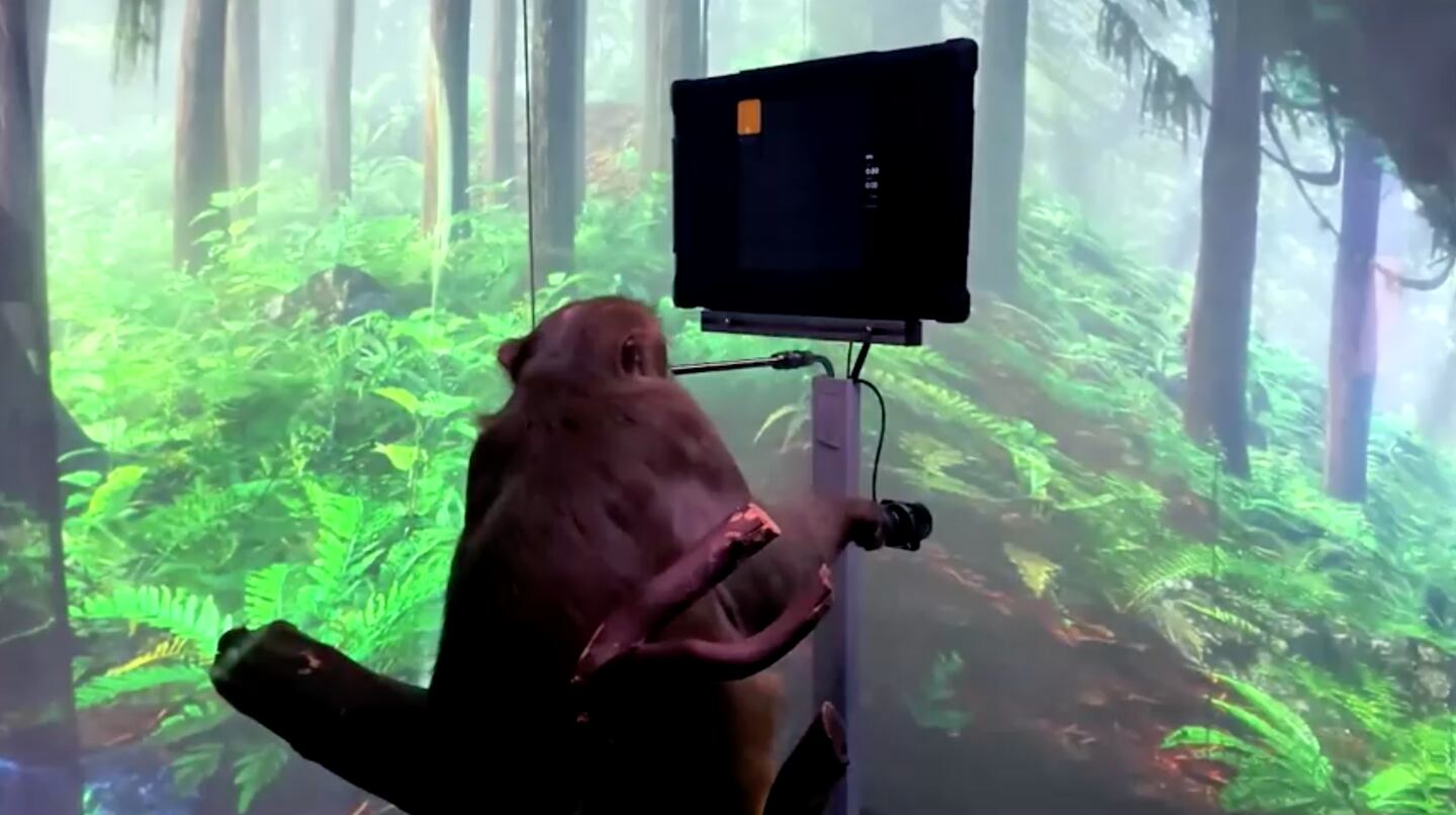 Pager the monkey plays a video game using his mind.  Neuralink / Reuters