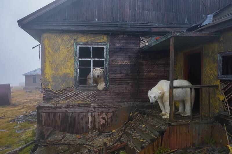 Third place, Conservation Photographer of the Year (IMPACT), Dmitry Kokh, from Russia. Polar bears make a ‘home’ of an abandoned station on Kolyuchin Island.