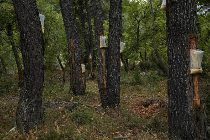 Bags on pine trees with resin – or “retsini” locally – in a forest on the island of Evia, about 185 kilometres north of Athens, on August 12. AP