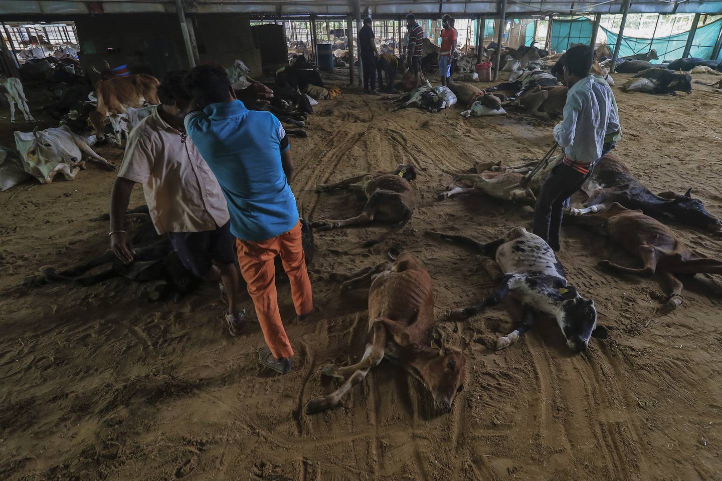 Workers remove the carcasses of cows killed by lumpy skin disease in Jaipur. AP 