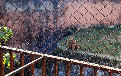 One of two Himalayan brown bears is seen at its enclosure, before its departure, to relocate to Al Ma'Wa for Wildlife and Nature sanctuary in Jordan, at the Marghazar Zoo in Islamabad, Pakistan. Reuters
