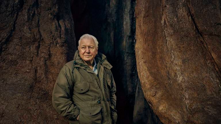 An image that illustrates this article ‘The Green Planet’ is David Attenborough at his very best