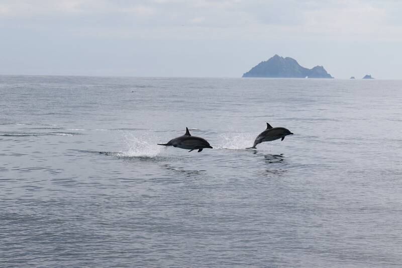 Dolphins play off the coast of the Great Blasket Island.