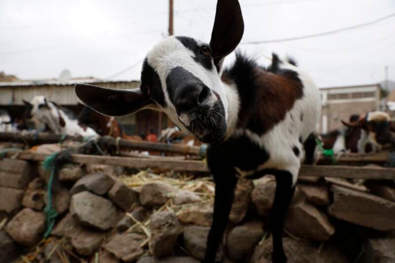A goat at a market in Sanaa, Yemen. EPA