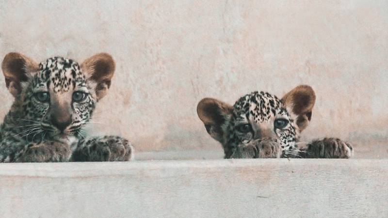 The birth of the two female cubs brings renewed hope of reintroducing the leopard to the wild in AlUla. Photo: The Royal Commission for AlUla