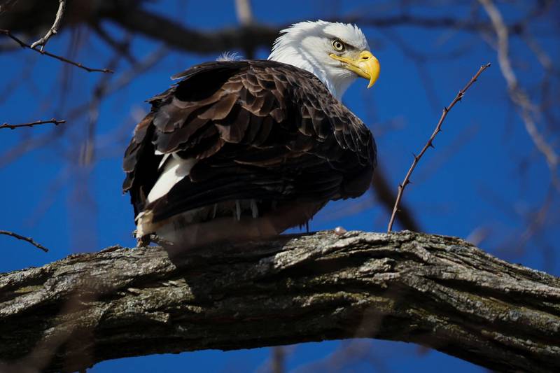 A bald eagle perches on a branch above the Hudson River near Newburgh, New York, where it flew for winter. Reuters