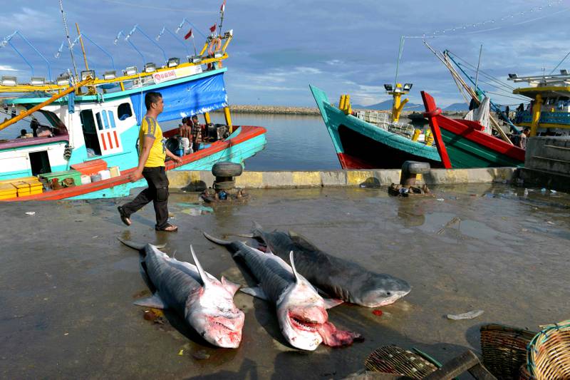 Tiger sharks caught by fishermen at Banda Aceh seaport in Indonesia. New directives to restrict shark-fin trafficking will protect requiem sharks, which include tiger sharks. AFP