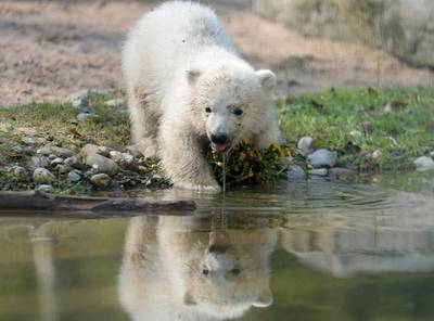 One of the 16-weeks-old polar bear twins drinks from a water puddle in their enclosure in the zoo. Christof Stache / AFP photo