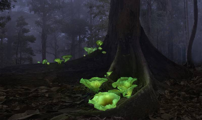 First Place, Plants and Fungi, Callie Chee, Australia. Bioluminescent mushrooms or 'ghost mushrooms'.