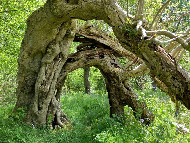 The Portal Tree in Loanhead, Midlothian, Scotland.