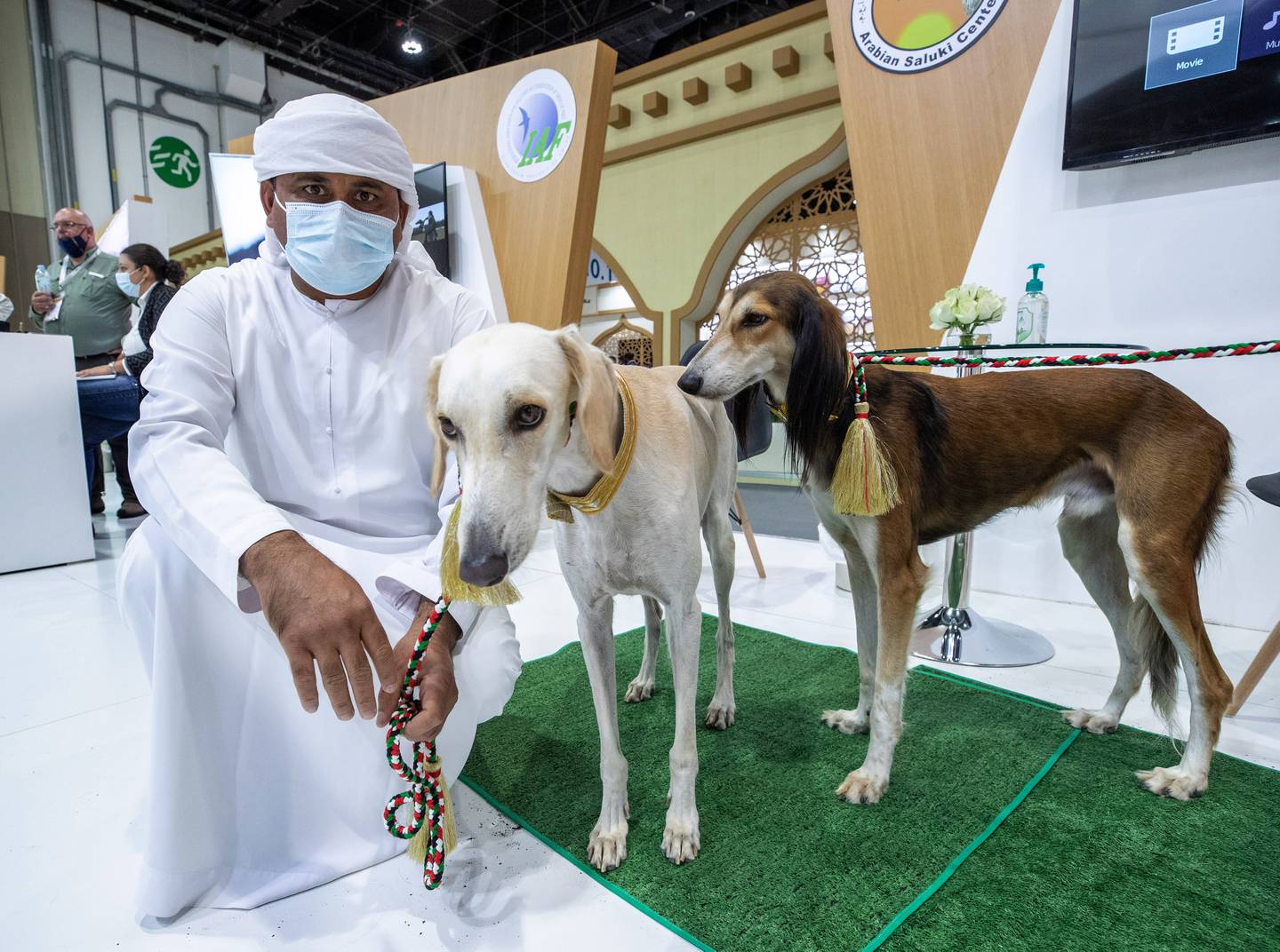 Saluki dogs at the Abu Dhabi International Hunting and Equestrian Exhibition. Victor Besa / The National.