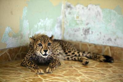The private ownership of wild and exotic animals – including big cats like this cheetah – is illegal in Dubai. Andrew Henderson / The National