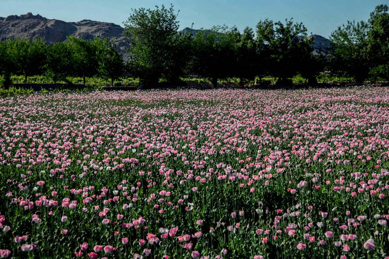 A poppy field in Afghanistan's Kandahar province. The Taliban's supreme leader issued a decree on April 3 against the cultivation of poppies and other plants that can be used to make narcotics. AFP