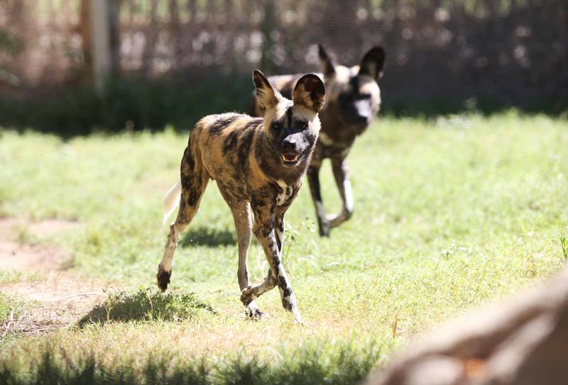 A couple of African Wild dogs are seen at Dubai Safari Park. The home for about 3,000 animals, Dubai Safari Park reopened recently with strict measures to minimise the spreading of Covid-19.  EPA