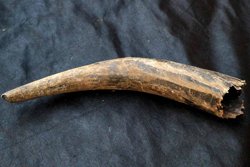 A traditional "qarn" instrument made from cow horn, which is played with the wazza.