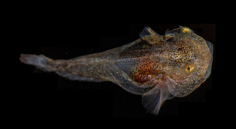 A juvenile snailfish under white light. Photo: J Sparks, D Gruber