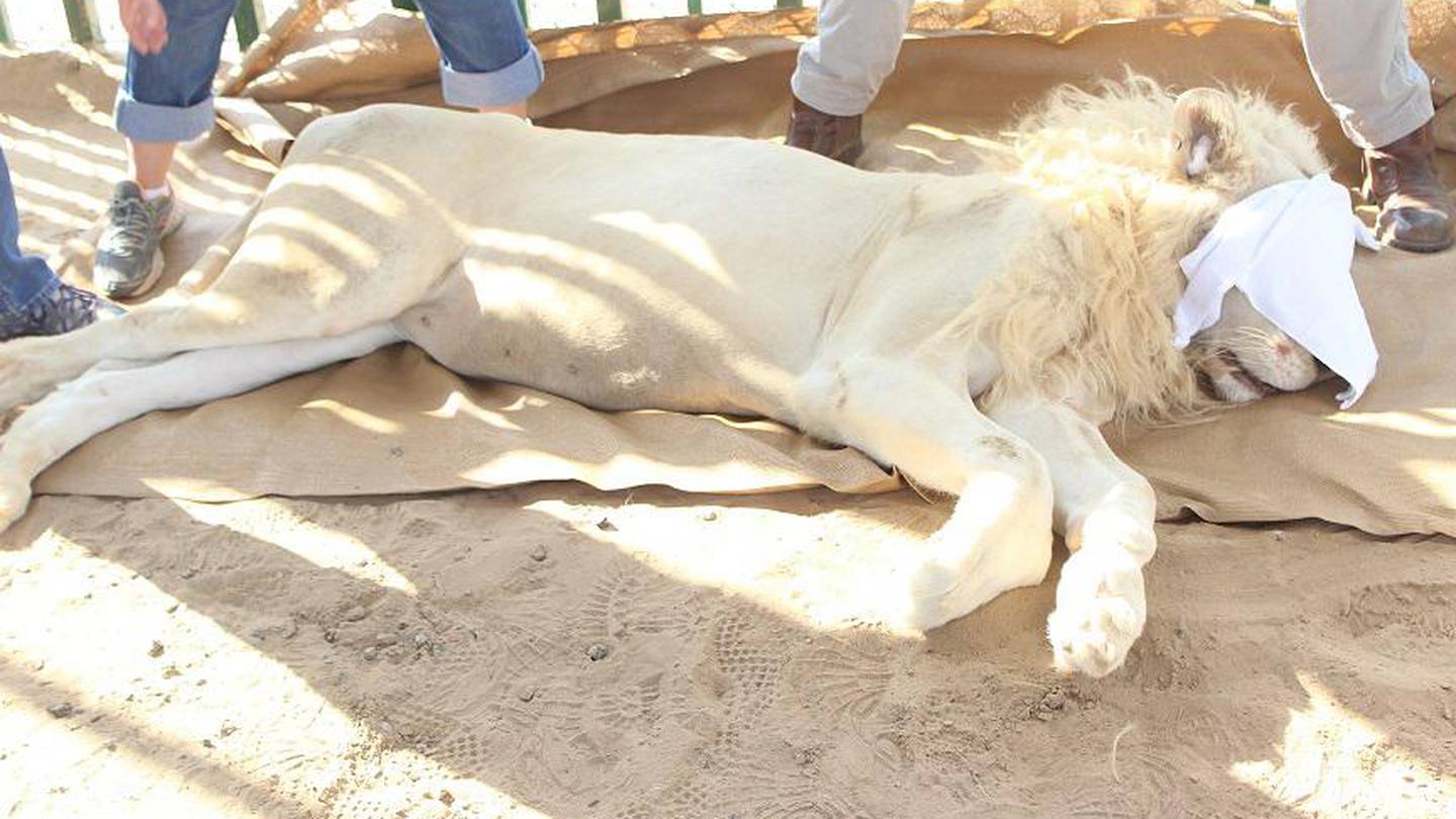 Dubai Safari Park to include sanctuary for rescued exotic animals