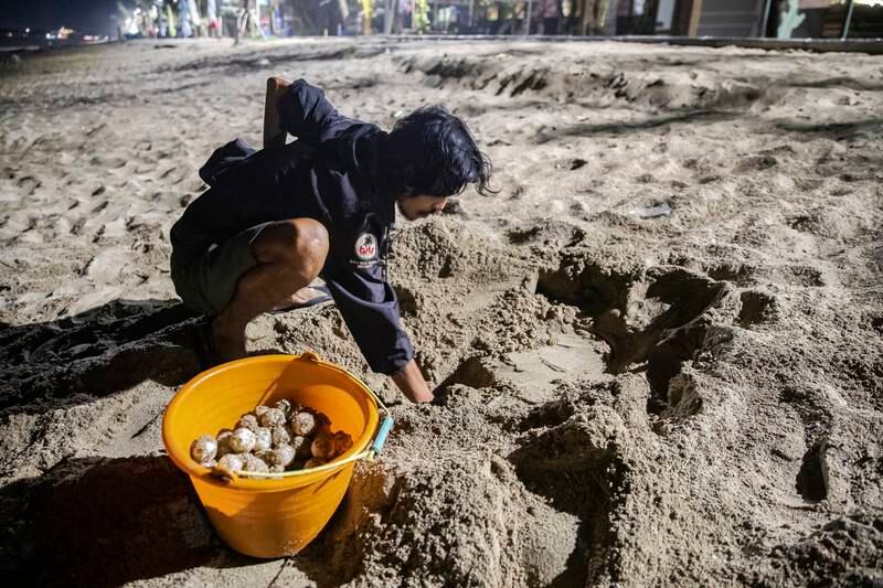 Agung Alit Putra, of the Bali Sea Turtle Society, gathers turtle eggs shortly after a mother turtle laid them at a beach in Kuta, Bali