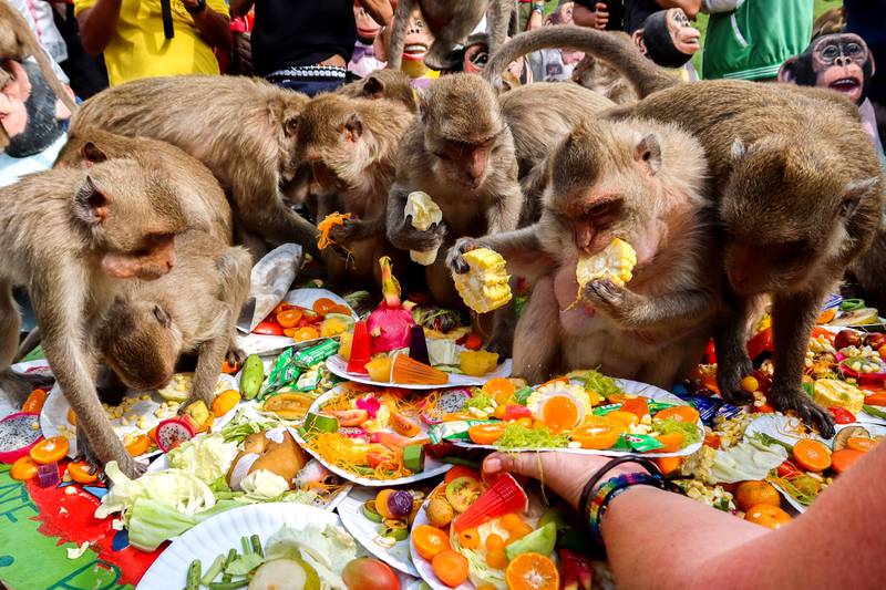 Monkeys eat fruit during the annual Monkey Festival in Lopburi province, Thailand. Reuters