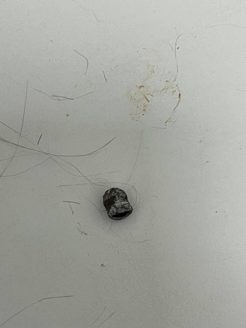 The pellet retrieved from the cat's spine after she was euthanised.
